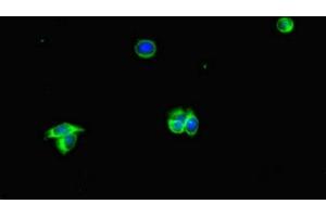 Immunofluorescent analysis of HepG2 cells using ABIN7169360 at dilution of 1:100 and Alexa Fluor 488-congugated AffiniPure Goat Anti-Rabbit IgG(H+L) (Albumin anticorps  (AA 76-389))