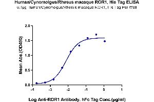 Immobilized Human/Cynomolgus/Rhesus macaque ROR1 at 1 μg/mL (100 μL/Well) on the plate.