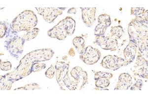 Detection of ACVA in Human Placenta Tissue using Polyclonal Antibody to Activin A (ACVA) (ACVA anticorps  (AA 44-178))