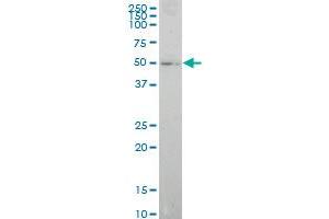 anti-E74-Like Factor 1 (Ets Domain Transcription Factor) (ELF1) (AA 421-520) antibody
