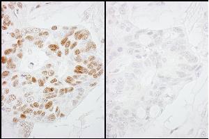 Immunohistochemistry (IHC) image for anti-RNA Polymerase II (pSer2) antibody (ABIN7448778) (RNA Polymerase II anticorps  (pSer2))