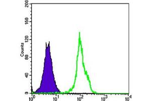 Flow cytometric analysis of HL-60 cells using BLK monoclonal antibody, clone 1E6  (green) and negative control (purple). (BLK anticorps)