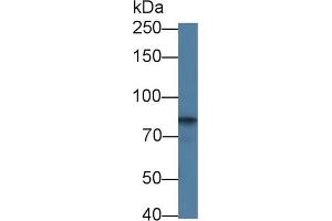 Detection of CDH5 in Bovine Kidney lysate using Polyclonal Antibody to Cadherin 5 (CDH5) (Cadherin 5 anticorps  (AA 68-307))