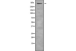 Western blot analysis of RELN using RAW264.