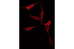 ABIN6277244 staining HT29 cells by IF/ICC.