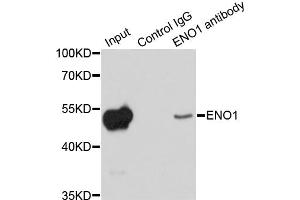 Immunoprecipitation analysis of 200ug extracts of HeLa cells using 1ug ENO1 antibody. (ENO1 anticorps)