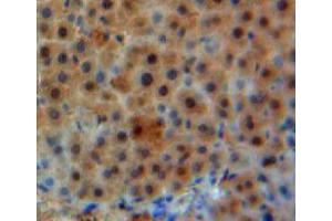 Used in DAB staining on fromalin fixed paraffin-embedded liver tissue (GLN1 anticorps  (AA 1-373))
