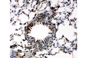 IHC-P: Caspase-6 antibody testing of mouse lung tissue (Caspase 6 anticorps  (AA 7-27))