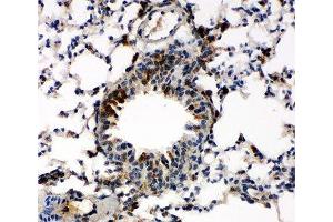 IHC-P: Caspase-6 antibody testing of mouse lung tissue