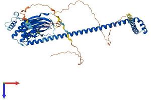 AlphaFold protein structure predicition of Human Recombinant ACBD3 Protein, UniprotID Q9H3P7
