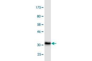 Western Blot detection against Immunogen (36.