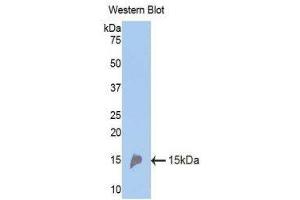 Western Blotting (WB) image for anti-Renin (REN) (AA 110-221) antibody (ABIN1173893)