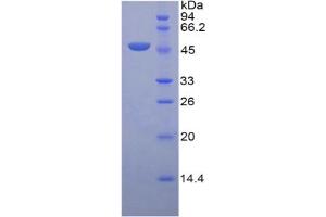 SDS-PAGE of Protein Standard from the Kit  (Highly purified E.