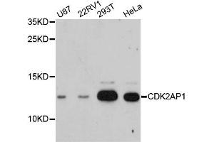 Western blot analysis of extracts of various cell lines, using CDK2AP1 antibody (ABIN1871723) at 1:3000 dilution. (CDK2AP1 anticorps)
