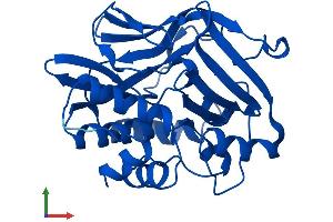 AlphaFold protein structure predicition of Human Recombinant NAT1 Protein, UniprotID P18440