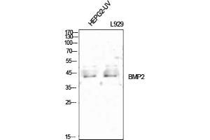 Western Blot analysis of HEPG2-UV (1), L929 (2), diluted at 1:1000. (BMP2 anticorps  (C-Term))