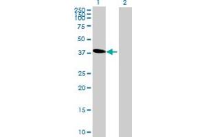 Western Blot analysis of C6orf81 expression in transfected 293T cell line by C6orf81 MaxPab polyclonal antibody. (C6orf81 anticorps  (AA 1-367))