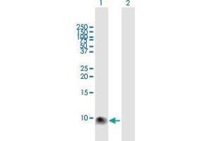 Western Blot analysis of S100A12 expression in transfected 293T cell line by S100A12 MaxPab polyclonal antibody.