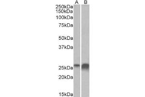 ABIN1781849 (0. (Apolipoprotein D anticorps  (AA 70-80))