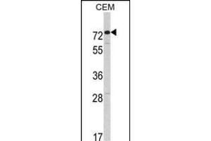 Western blot analysis of HR2 Antibody (C-term) (ABIN391175 and ABIN2841275) in CEM cell line lysates (35 μg/lane). (AMHR2 anticorps  (C-Term))