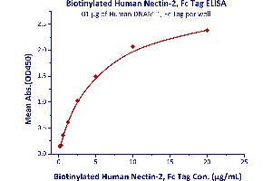 Image no. 3 for Poliovirus Receptor-Related 2 (Herpesvirus Entry Mediator B) (PVRL2) (AA 32-360) (Active) protein (Fc Tag,AVI tag,Biotin) (ABIN5526673)