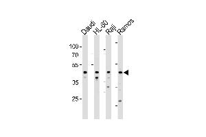 LILRA3 Antibody (C-term) (ABIN1881498 and ABIN2843368) western blot analysis in Daudi,HL-60,Raji and Ramos cell line lysates (35 μg/lane). (LILRA3 anticorps  (C-Term))