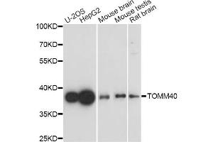 Western blot analysis of extracts of various cell lines, using TOMM40 antibody (ABIN5971653) at 1/1000 dilution. (TOMM40 anticorps)
