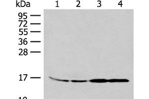 Western blot analysis of 293T and K562 cell Human between peritoneal stromal sarcoma tissue HEPG2 cell lysates using MYDGF Polyclonal Antibody at dilution of 1:250 (MYDGF anticorps)
