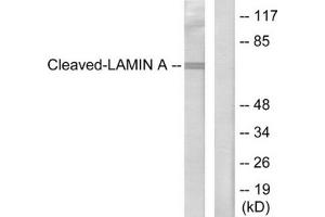 Western blot analysis of extracts from HeLa cells, treated with etoposide (25 μM, 1hour), using Lamin A (cleaved-Asp230) antibody. (Lamin A/C anticorps  (Cleaved-Asp230, Internal Region))