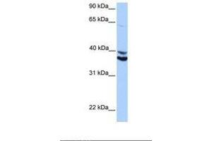 MDFIC anticorps  (AA 188-237)