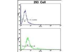 Flow cytometric analysis of 293 cells using BLC Antibody (N-term)(bottom histogram) compared to a negative control cell (top histogram).