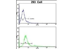 Flow cytometric analysis of 293 cells using BLC Antibody (N-term)(bottom histogram) compared to a negative control cell (top histogram). (BAALC anticorps  (N-Term))