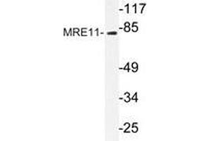 Western blot analysis of MRE11 antibody in extracts from Jurkat cells. (Mre11 anticorps)