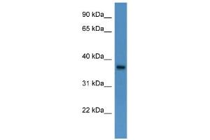 WB Suggested Anti-BSG Antibody Titration: 0. (CD147 anticorps  (N-Term))