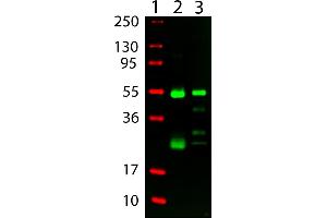 DyLight™ 800 Goat Anti Golden Syrian & Armenian Hamster IgG (H&L) Antibody - Western Blot. (Chèvre anti-Hamster arménien IgG Anticorps (DyLight 800) - Preadsorbed)