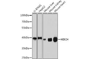 Western blot analysis of extracts of various cell lines, using HIBCH Rabbit pAb (ABIN7265331) at 1:3000 dilution. (HIBCH anticorps  (AA 33-330))