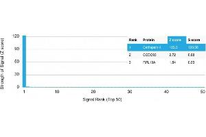 Analysis of Protein Array containing more than 19,000 full-length human proteins using Cathepsin K Mouse Monoclonal Antibody (CTSK/2791) Z- and S- Score: The Z-score represents the strength of a signal that a monoclonal antibody (MAb) (in combination with a fluorescently-tagged anti-IgG secondary antibody) produces when binding to a particular protein on the HuProtTM array. (Cathepsin K anticorps  (AA 163-274))