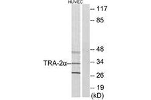 Western blot analysis of extracts from HuvEc cells, using TRA-2 alpha Antibody. (TRA2A anticorps  (AA 221-270))