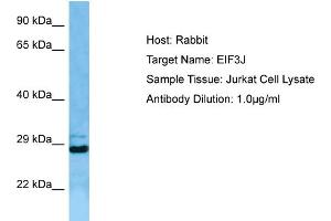 Host: RabbitTarget Name: EIF3JAntibody Dilution: 1. (EIF3S1 anticorps  (N-Term))