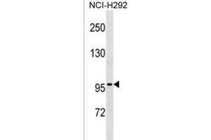 ZN Antibody (N-term) (ABIN1539503 and ABIN2850374) western blot analysis in NCI- cell line lysates (35 μg/lane). (ZNF229 anticorps  (N-Term))