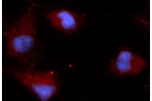 Immunofluorescence (IF) image for anti-Stanniocalcin 2 (STC2) (AA 25-302) antibody (APC) (ABIN5566189) (Stanniocalcin 2 anticorps  (AA 25-302) (APC))