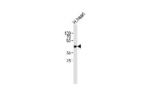 Western blot analysis of lysate from human heart tissue lysate, using OR13C9 Antibody (N-term) (ABIN6243931 and ABIN6577508).