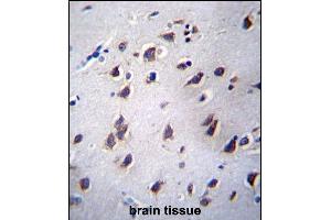 LSM12 Antibody (C-term) (ABIN657035 and ABIN2846208) immunohistochemistry analysis in formalin fixed and paraffin embedded human brain tissue followed by peroxidase conjugation of the secondary antibody and DAB staining. (LSM12B anticorps  (C-Term))