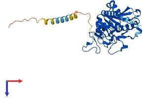 AlphaFold protein structure predicition of Mouse Recombinant Abo Protein, UniprotID P38649