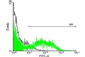 FACS analysis of ES-2 cells stained with STIP1 monoclonal antibody clone 2E1 (Green) and non-stained ES-2 cells (Black) as negative control. (STIP1 anticorps  (AA 1-543))