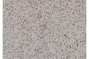 ABIN6277200 at 1/100 staining Rat liver tissue by IHC-P. (Histone 3 anticorps  (H3K27me3))