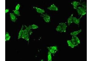 Immunofluorescent analysis of HepG2 cells using ABIN7153390 at dilution of 1:100 and Alexa Fluor 488-congugated AffiniPure Goat Anti-Rabbit IgG(H+L)
