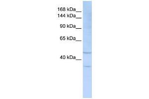 SIGLEC7 antibody used at 1 ug/ml to detect target protein.