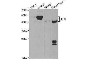 Western Blotting (WB) image for anti-Friend Leukemia Virus Integration 1 (FLI1) antibody (ABIN1876845) (FLI1 anticorps)