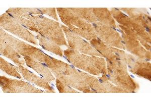 Detection of GAPDH in Mouse Skeletal muscle Tissue using Anti-Glyceraldehyde-3-Phosphate Dehydrogenase (GAPDH) Monoclonal Antibody